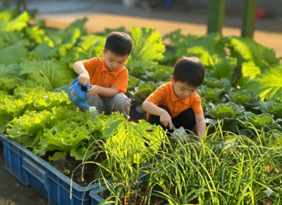 Bé chăm sóc “Vườn rau xanh” – Học từ thiên nhiên tại Trường Mầm non Thăng Long